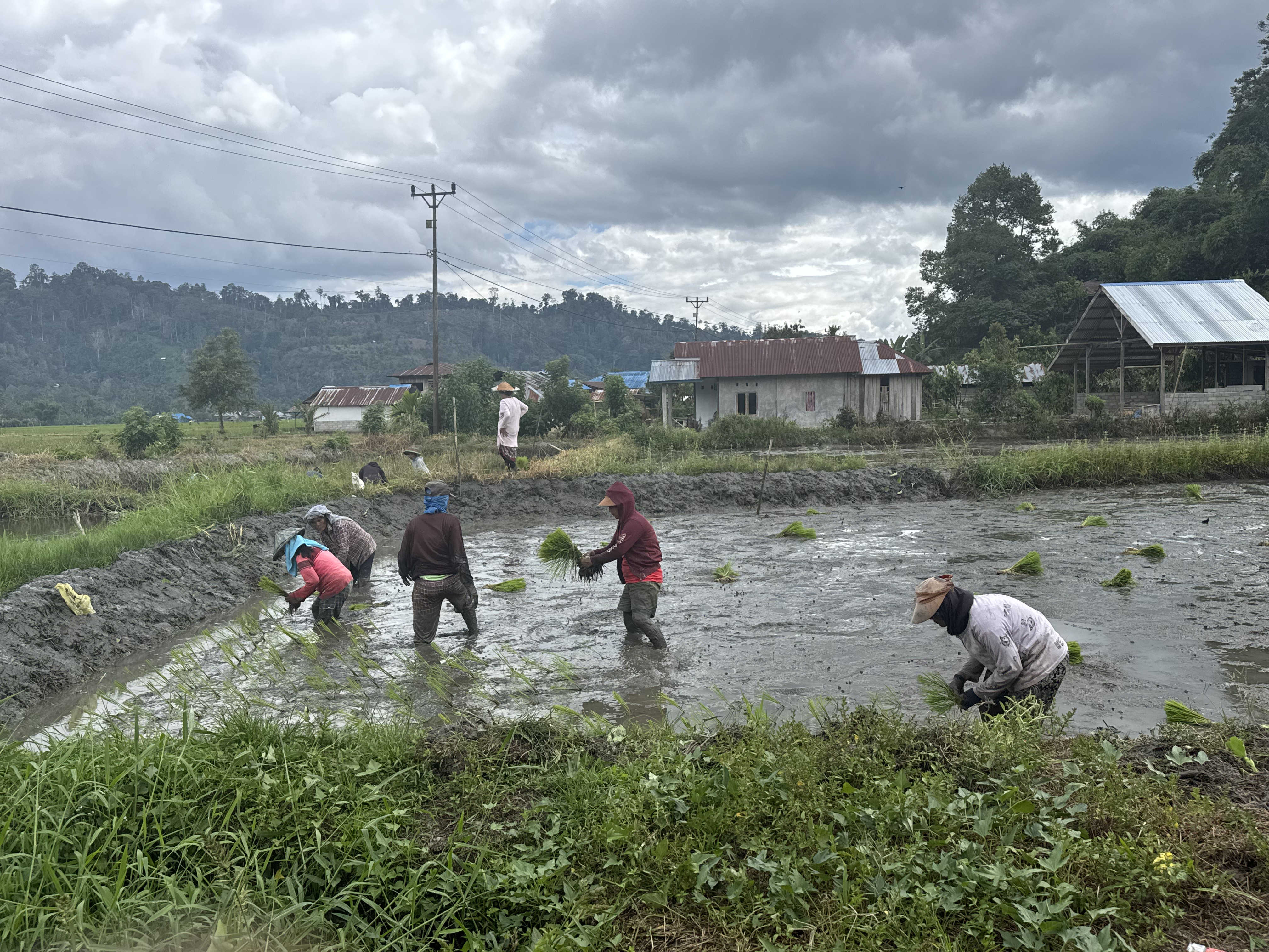 CARA BERTANI TRADISIONAL : Menanam Padi