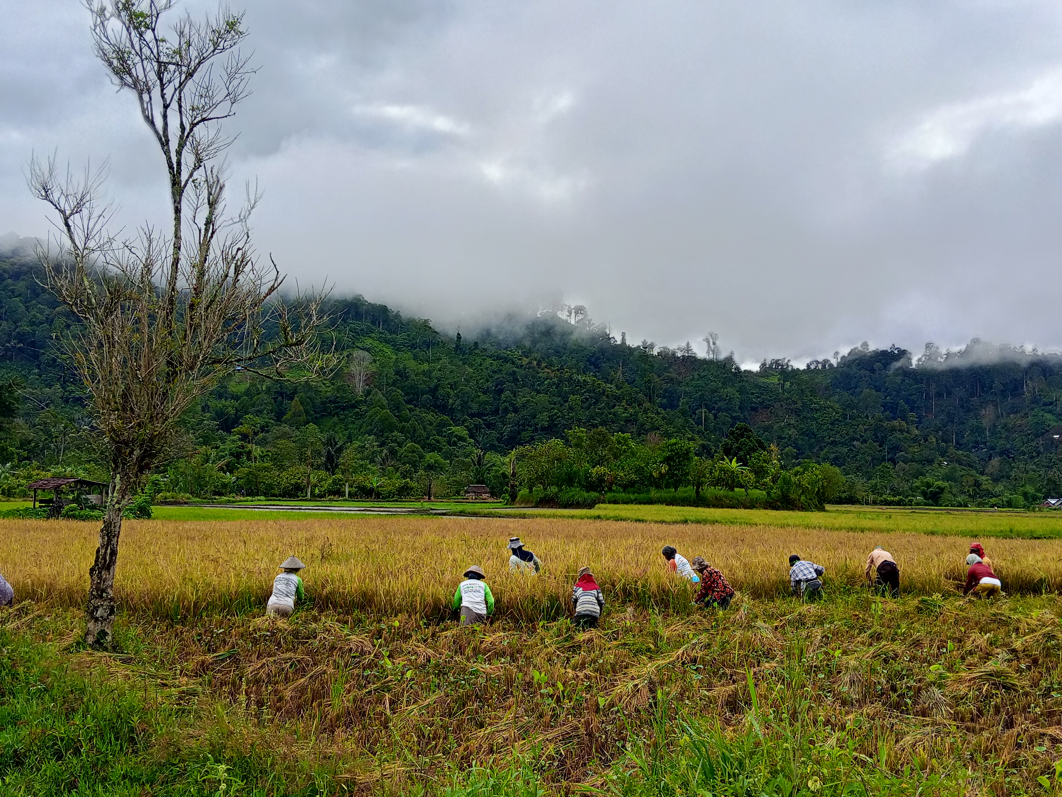 CARA BERTANI TRADISIONAL : Memanen Padi yang sudah matang dengan cara di Sabit