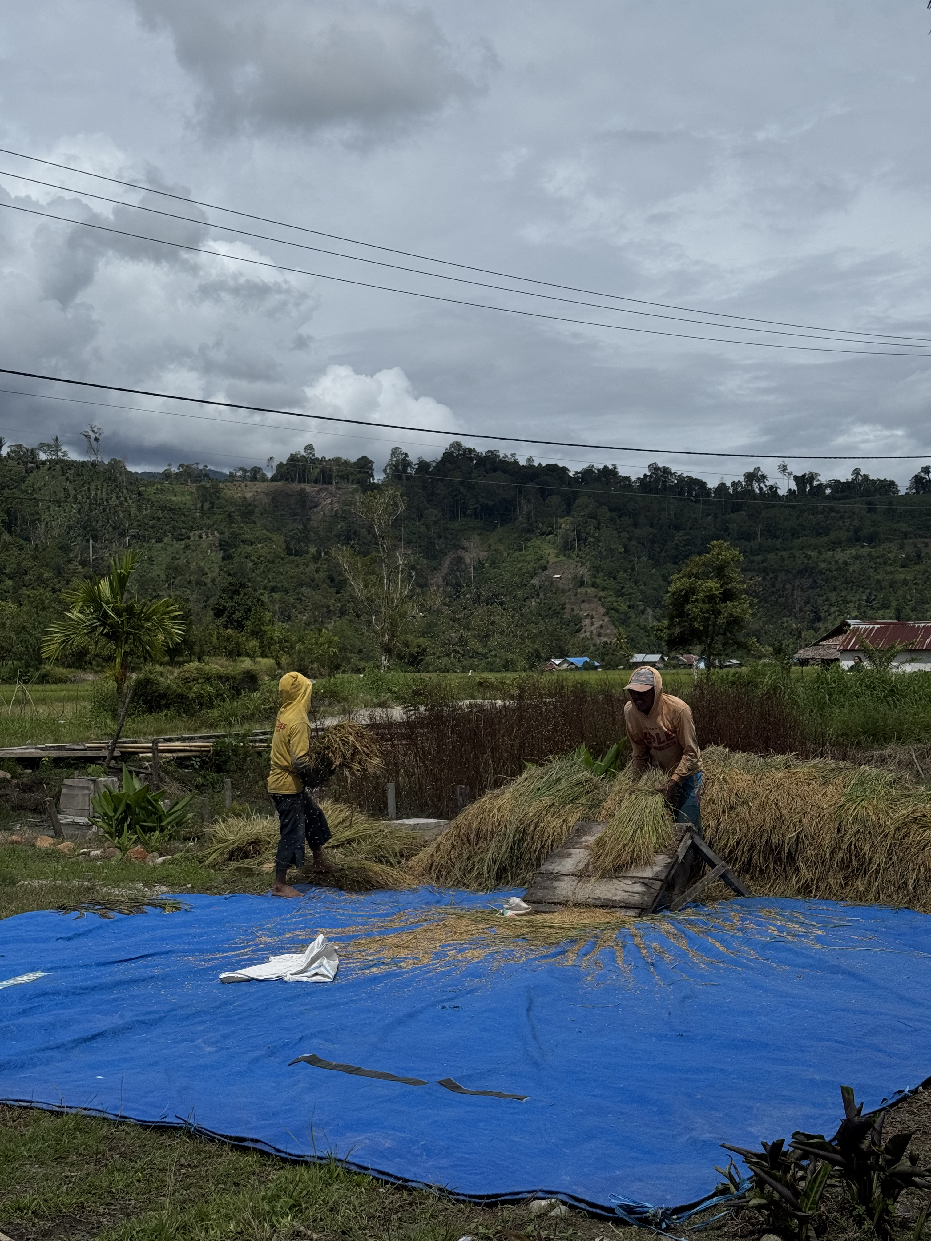 CARA BERTANI TRADISIONAL : Merontokkan buah padi dengan cara tradisional (no weba pae)